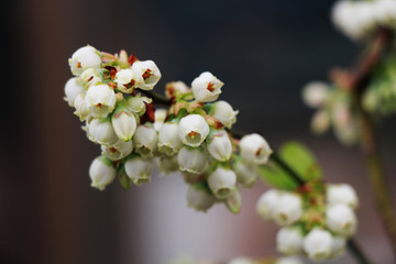 蓝莓