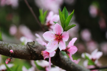 桃花盛开