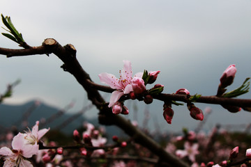 桃花盛开