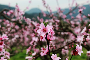桃花