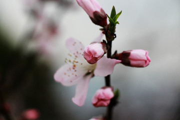 桃花