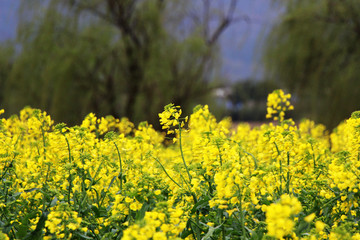 油菜花田