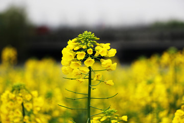 油菜花