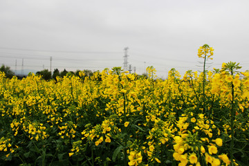 油菜花地