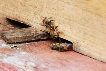 蜂箱的蜜蜂