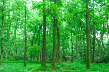 绿树林