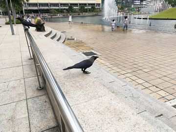 两只家鸦 双子楼