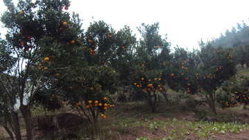 纽荷尔柑橘