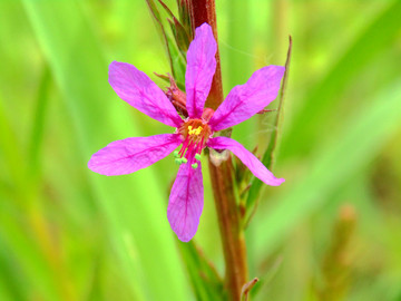 野花素材