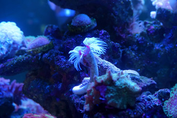海底世界 海葵