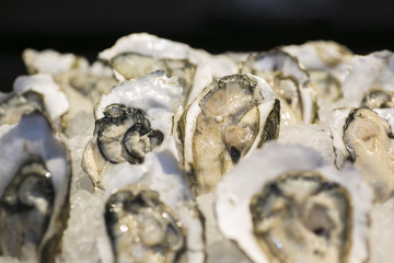 新鲜生蚝