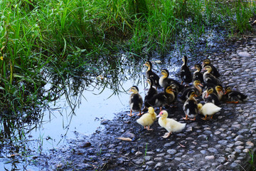 池塘边的小鸭群