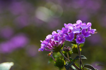 紫色的小花