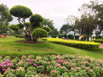 园林景观 盆景 城市绿化