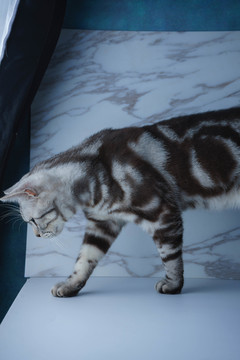 短毛猫