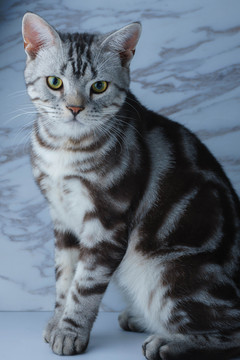短毛猫