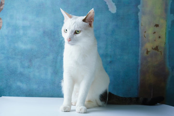 猫