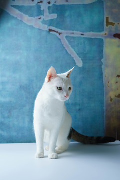 猫