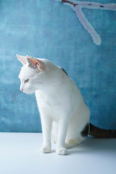 猫