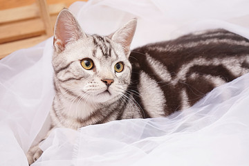 短毛猫