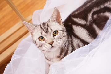 短毛猫