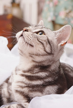 短毛猫