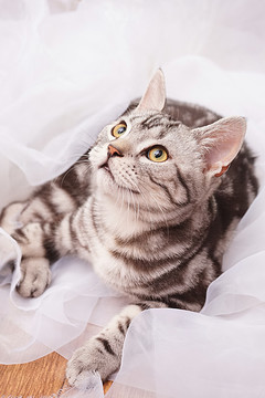 短毛猫