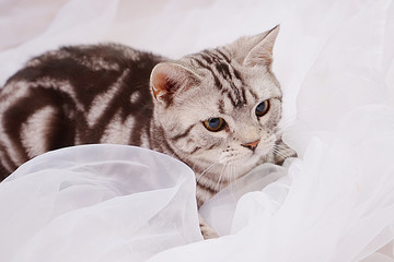 短毛猫
