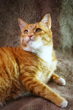 橘猫