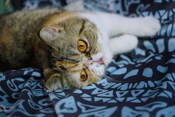 咖菲猫