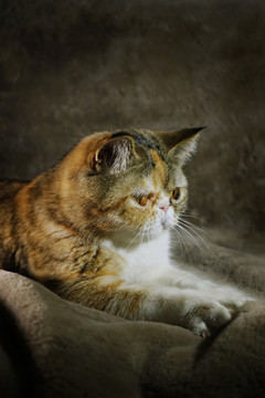 咖菲猫