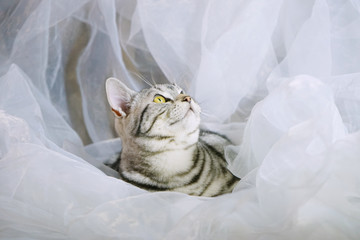 短毛猫