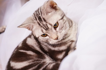 短毛猫
