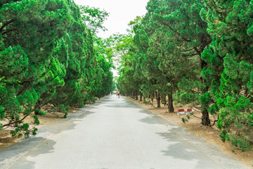 树林 道路