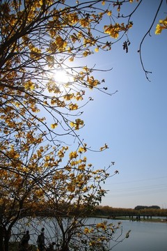 黄花风铃
