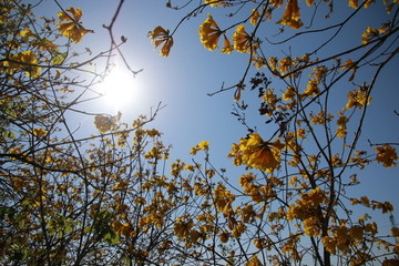 黄花风铃