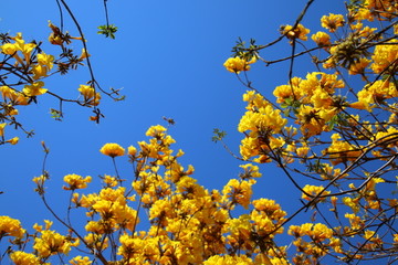 黄花风铃