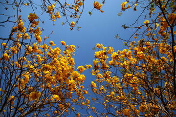 黄花风铃