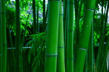 竹林