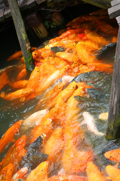 锦鲤鱼