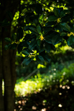 桂花树