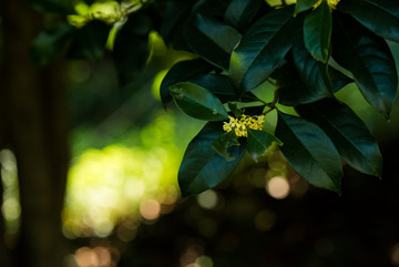 桂花特写