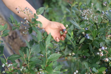 采摘蓝莓