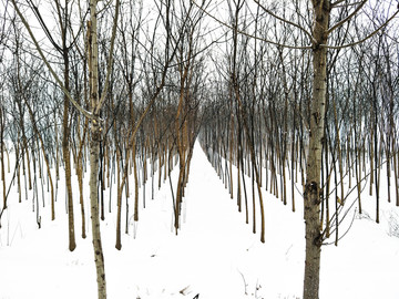雪地小树林