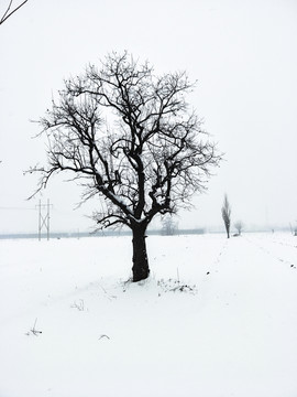 冬日旷野雪景