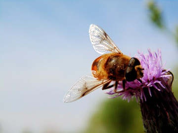 蜜蜂采蜜忙