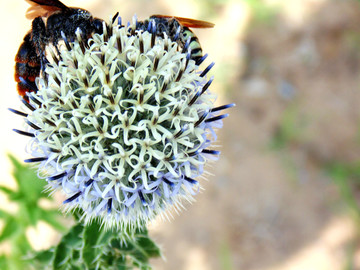 砂蓝刺头 蜜蜂