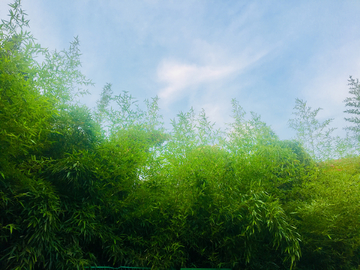 蓝天竹林
