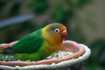 红嘴绿毛鹦鹉