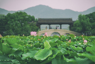 湘湖美荷